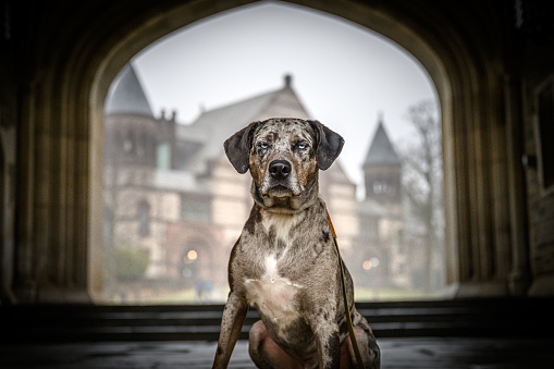A dog in front of old buildings