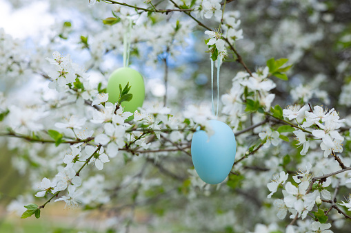 easter eggs hanged from blossom tree branches