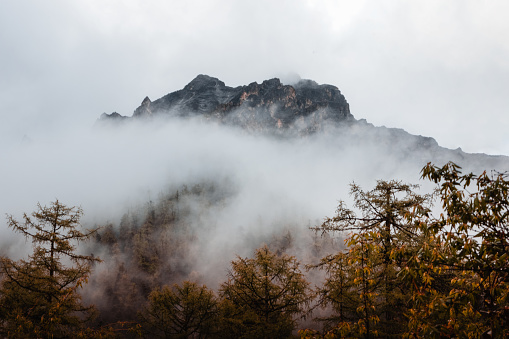 Misty Forest & Mountain