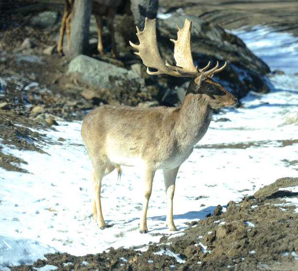 A Hokkaido deer stag stops to look at the camera in a snowy landscape.