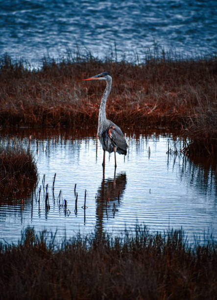 A blue heron poses for a picture alongside the harbor in Ventura, California.  The birds of the harbor make for a stunning view adding to the surrounding beauty.p