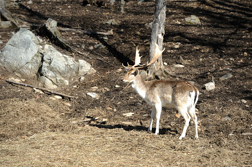 Trophy white-tailed buck profiled.  Close up image, showing velvet partially rubbed off antlers.  Rutting behavior.