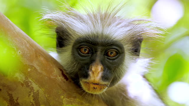 Great portrait of zanzibar red colobus monkey looking straight to camera. Exotic african primate sitting calmly on tree branch and watching at people in safari park. Concept of wildlife, nature.