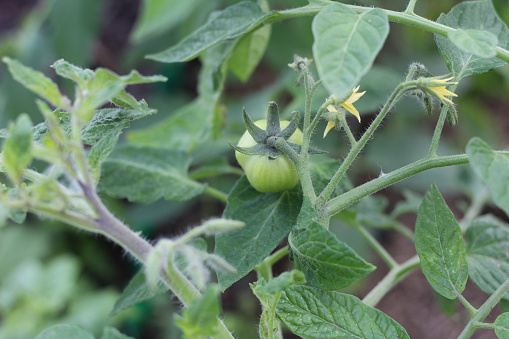 Green unripe tomato on the plant. Fresh green color and potential as it continues to ripen on the vine