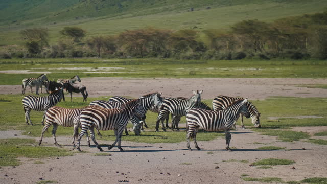 Dazzle of zebras pasturing on wide grassfields of african safari park. Beautiful group of ungulates eating grass, spending hot summer day in savanna. Concept of travel, nature, background.