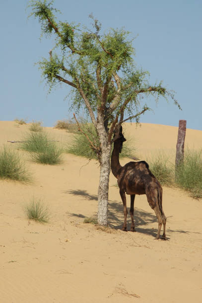 istock Camel eating leaves from a tree in Rajasthan, India 2148174380