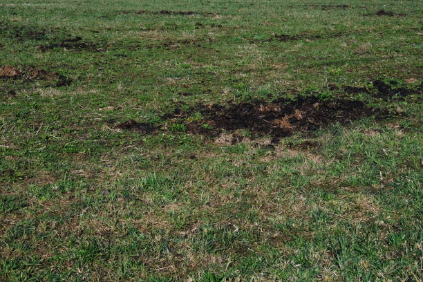 istock natural fertilization of the fields before sowing with animal manure 2148174865