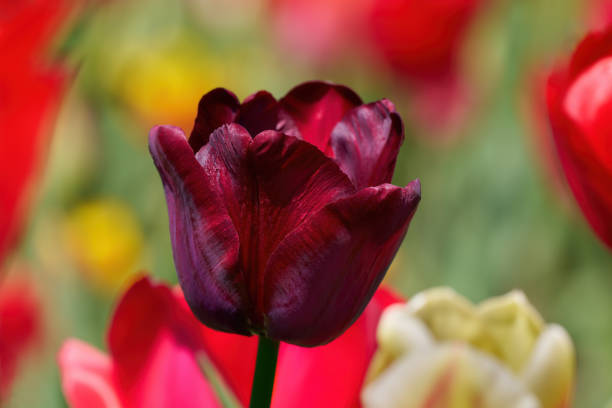 Beautiful dark red tulip flower in close-up in a a sunny flowerbed