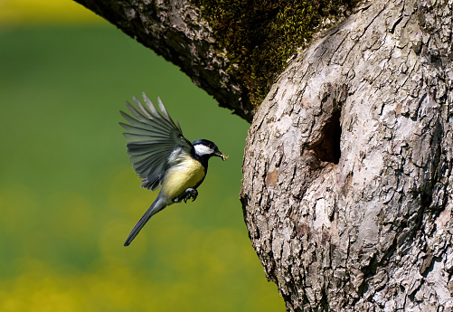 Great Tit (Parus major) with insect in its beak flying to its nest in the tree trunk to feed the young birds