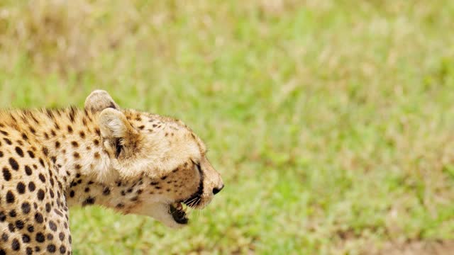 Amazing close portrait of cheetah face prowling in search of prey. Wildcat sneaking in tall grass of african savanna. Concept of wilderness, safari. Cheetah walk in South Africa in Wildlife nature