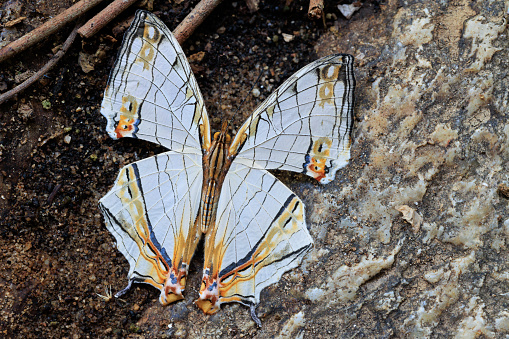 The butterfly Common Mapwing (Cyrestis thyodamas) standing on a granite rock ground, Thailand