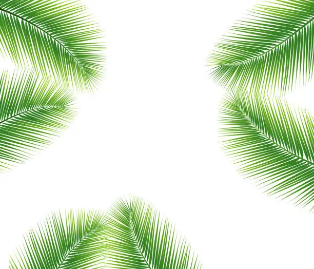 Vector illustration of Palm leaf vector background
