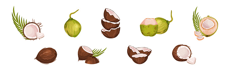 Coconut Fruit Cracked with Brown Husk Vector Set. Sweet Exotic Summer Food Concept