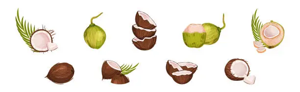 Vector illustration of Coconut Fruit Cracked with Brown Husk Vector Set