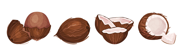 Coconut Fruit Cracked with Brown Husk Vector Set. Sweet Exotic Summer Food Concept