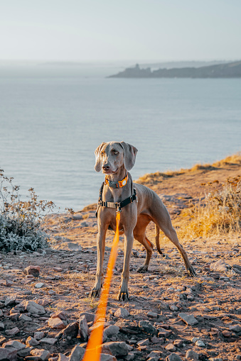 A young weimaraner dog waits with his leash on. Weimaraner standing at sunset.