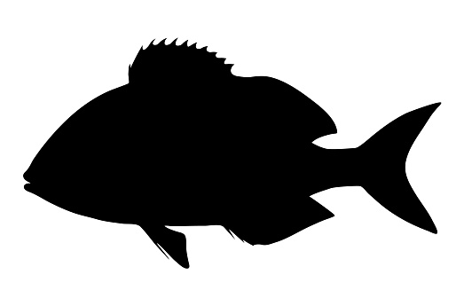 Gilthead seabream (Sparus aurata). Black hand drawing isolated realistic vector silhouette illustration.
