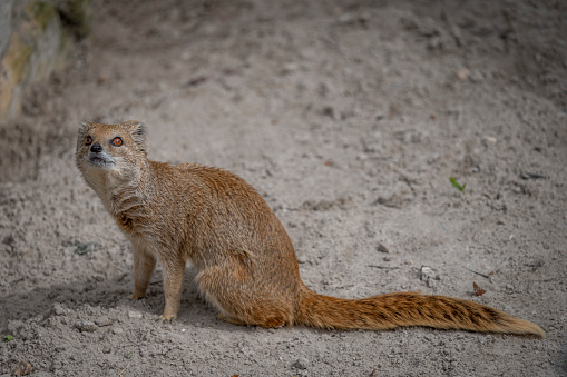 The meerkat (Suricata suricatta) or suricate is a small mongoose found in southern Africa. It is characterised by a broad head, large eyes, a pointed snout, long legs, a thin tapering tail, and a brindled coat pattern. The head-and-body length is around 24–35 cm (9.4–13.8 in), and the weight is typically between 0.62 and 0.97 kg (1.4 and 2.1 lb). The coat is light grey to yellowish-brown with alternate, poorly defined light and dark bands on the back. Meerkats have foreclaws adapted for digging and have the ability to thermoregulate to survive in their harsh, dry habitat. Three subspecies are recognised.