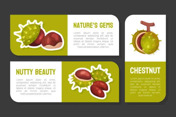 Vector illustration of Chestnut Plant Label or Sticker Design with Brown Fruit in Green Spiky Husk Vector Template