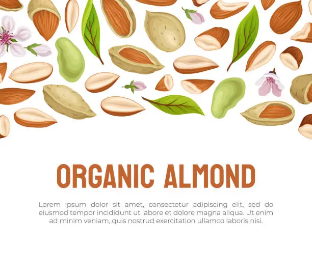 Vector illustration of Almond Nut Banner Design with Kernel in Shell Vector Template