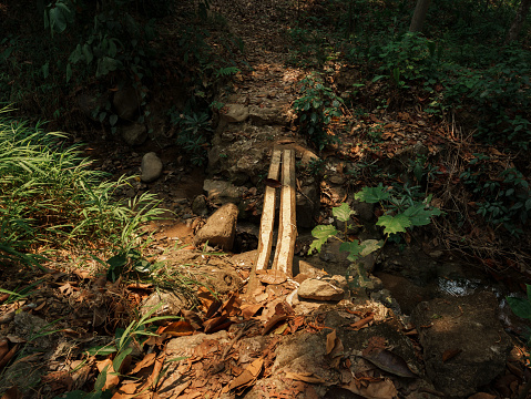 A single wooden bridge in the wild environment