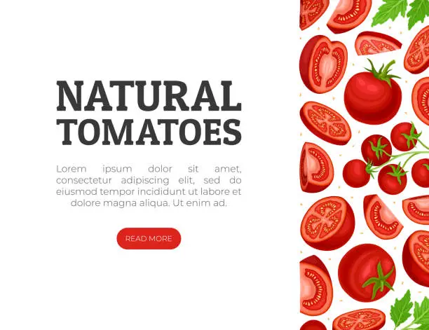 Vector illustration of Fresh Red Tomato Vegetable Banner Design Vector Template