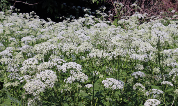 istock Aegopodium podagraria grows as a weed in nature 2148177974