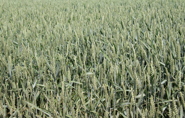 in the field growing green winter wheat - wheat winter wheat cereal plant spiked fotografías e imágenes de stock