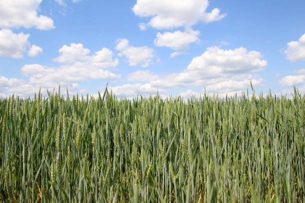 in the field growing green winter wheat - wheat winter wheat cereal plant spiked fotografías e imágenes de stock