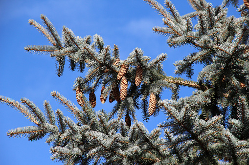 Parts of a tree spruce prickly, blue  (Picea pungens Engelm.), which grows in nature