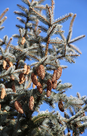 Parts of a tree spruce prickly, blue  (Picea pungens Engelm.), which grows in nature