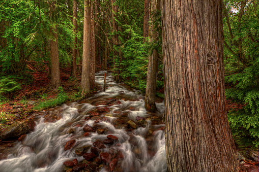 River flowing through large trees.