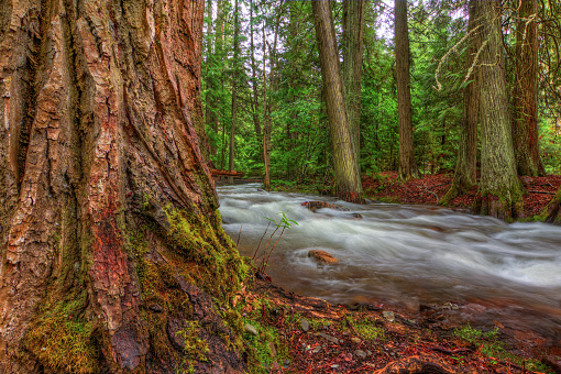 River flowing by large trees.