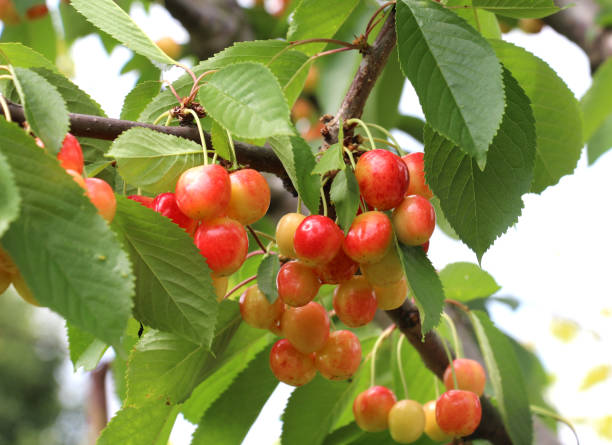 istock On a tree branch, ripe berries sweet cherry (Prunus avium) 2148178316
