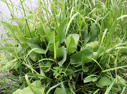 Alisma plantago-aquatica grows in the shallow water of the river bank