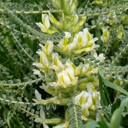 The yellow and white flowers of Astragalus aleppicus, in a fallow field in southern Israel.