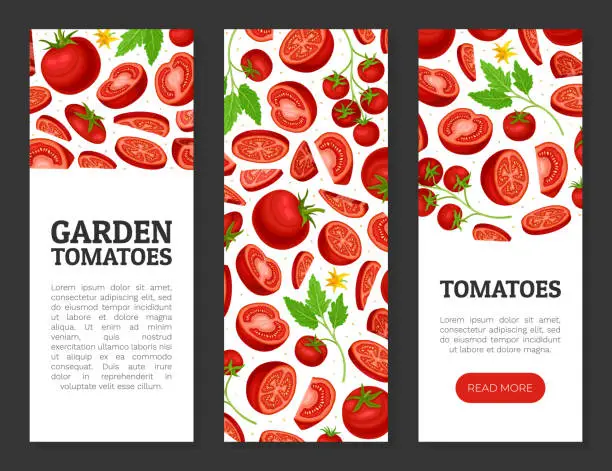 Vector illustration of Fresh Red Tomato Vegetable Banner Design Vector Template