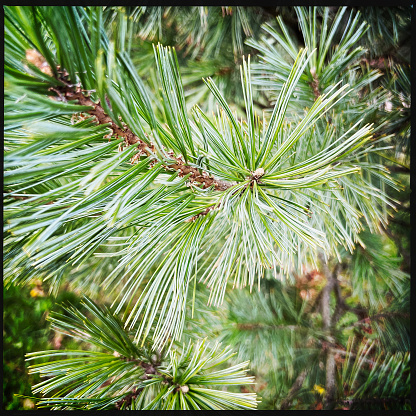 White Pine tree abstract with border
