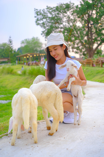 Young woman plays with sheep in the green meadow