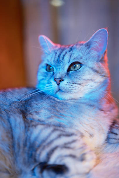 istock Color modern neon brave. British Scottish cat 2148180589