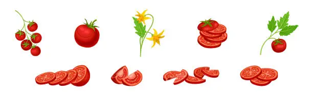 Vector illustration of Fresh Red Tomato Vegetable as Mature Garden Crop Vector Set