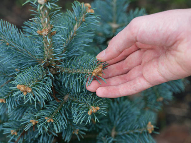 istock A man holding the branch of an abies lasiocarpa compacta. 2148181738