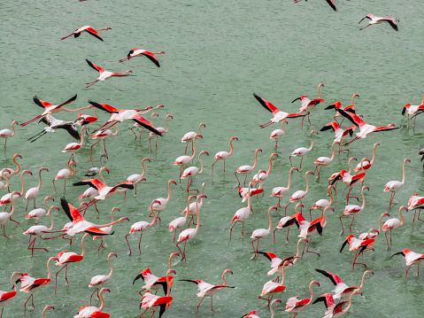 Flamingos feeding and resting on a lake. Yarisli (Yarışlı) Lake in Burdur, Turkey. Taken via drone.
