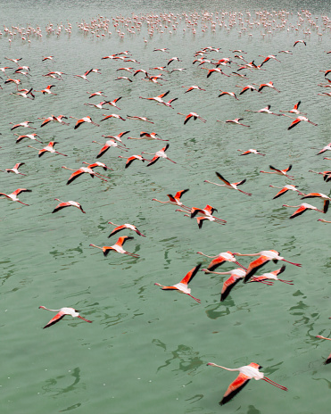 Flamingos flying on a lake. Yarisli (Yarışlı) Lake in Burdur, Turkey. Taken via drone.