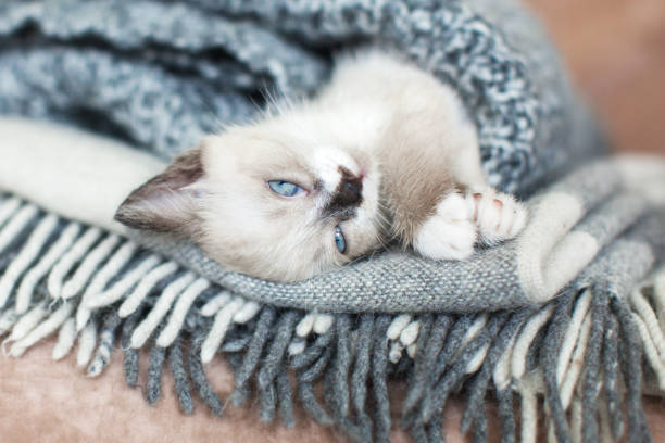Thai cat rests comfortably on a sofa, Siamese cat, Wichianmat Thai name.