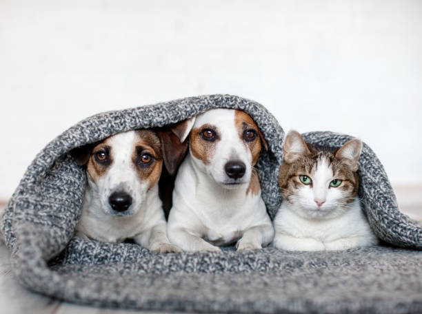 istock Cat and dog lying together on white blanket 2148181834