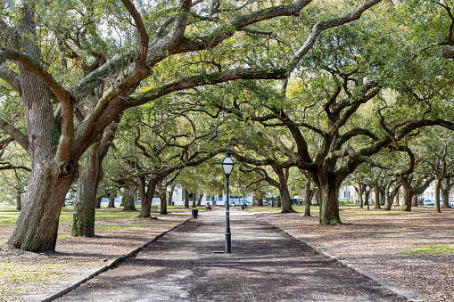 White Point Garden at the Battery in Charleston South Carolina with Southern Live Oak Trees.