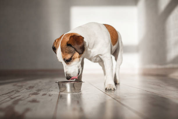 istock Cute dog eating food from bowl 2148182022