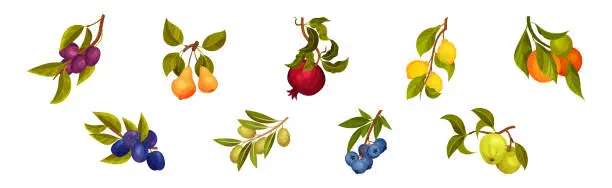 Vector illustration of Ripe Garden Fruit Branch with Hanging Berry Vector Set