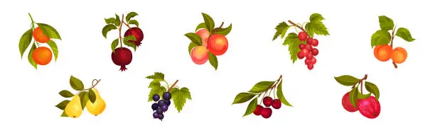Vector illustration of Ripe Garden Fruit Branch with Hanging Berry Vector Set
